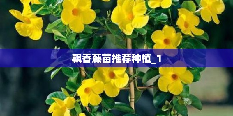 飘香藤苗推荐种植_1