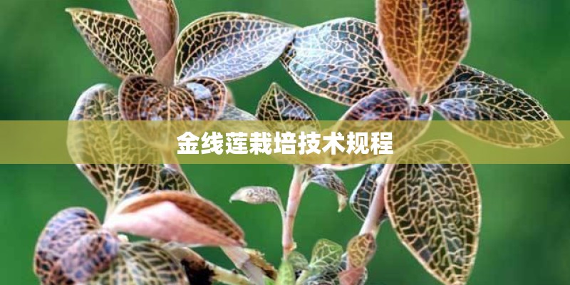 金线莲栽培技术规程