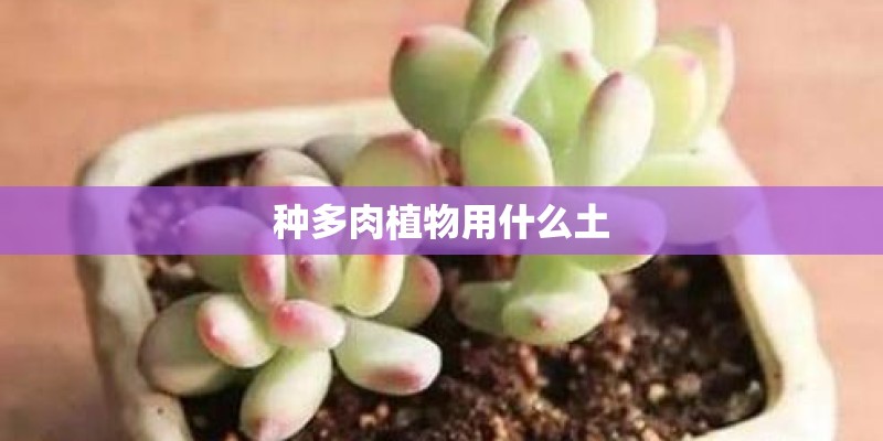 种多肉植物用什么土