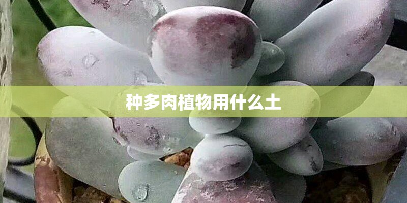 种多肉植物用什么土