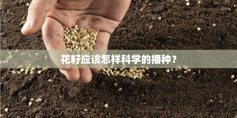 花籽应该怎样科学的播种？