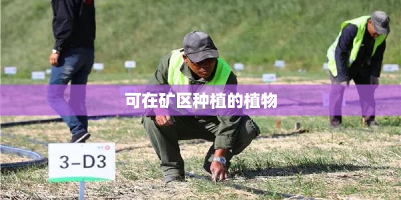 可在矿区种植的植物