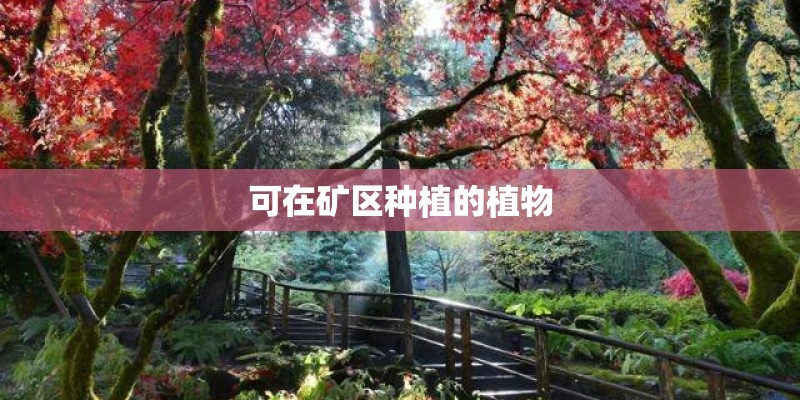 可在矿区种植的植物