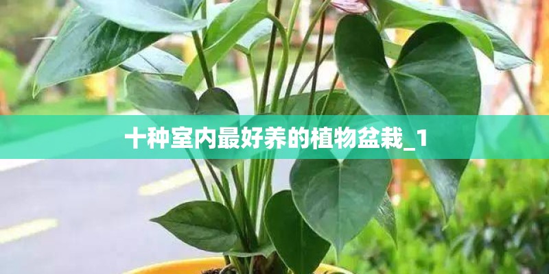 十种室内最好养的植物盆栽_1