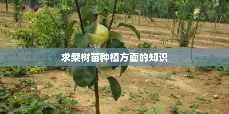 求梨树苗种植方面的知识