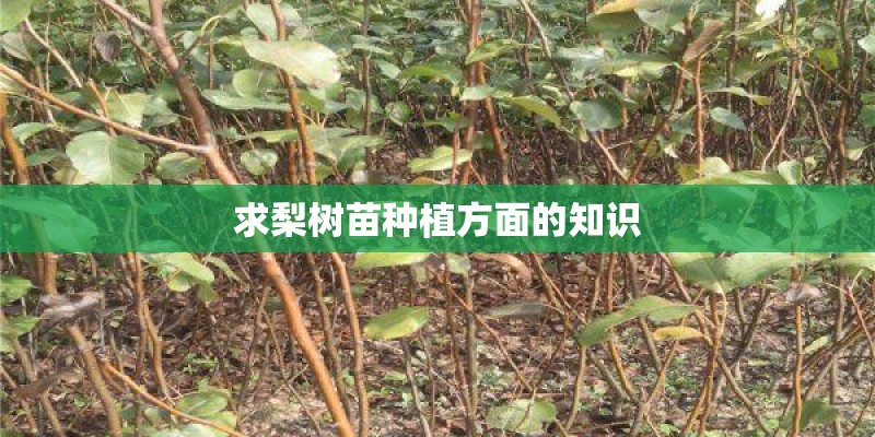 求梨树苗种植方面的知识