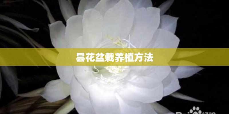 昙花盆栽养植方法