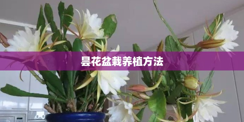 昙花盆栽养植方法