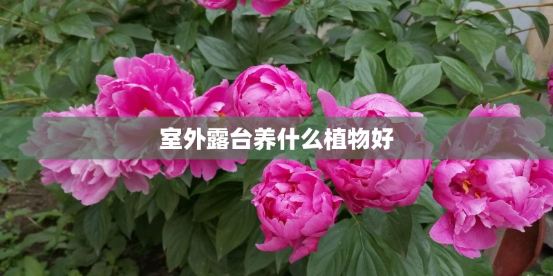 室外露台养什么植物好 室外露台养什么植物好