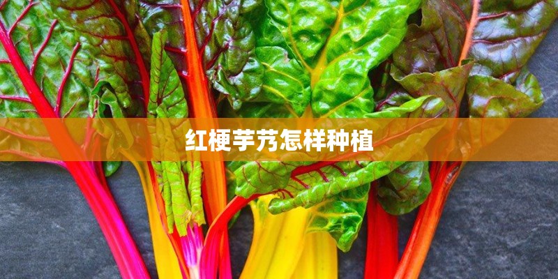 红梗芋艿怎样种植