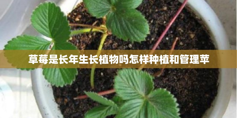 中班春季种植活动方案