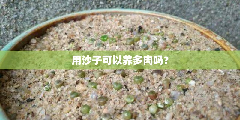 用沙子可以养多肉吗？
