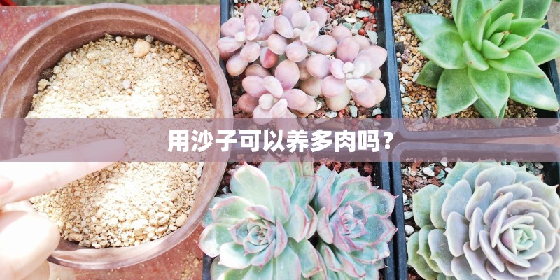 用沙子可以养多肉吗？
