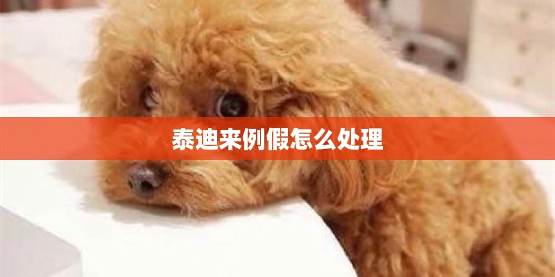 泰迪来例假怎么处理 泰迪来例假怎么处理