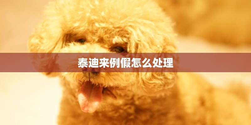 泰迪来例假怎么处理 泰迪来例假怎么处理