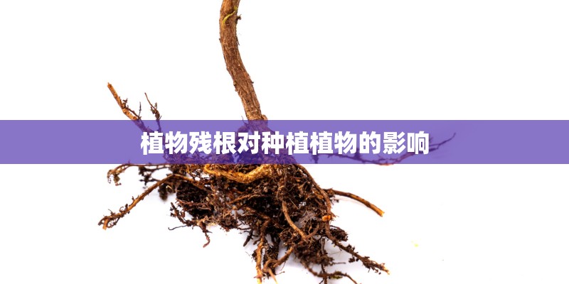 植物残根对种植植物的影响