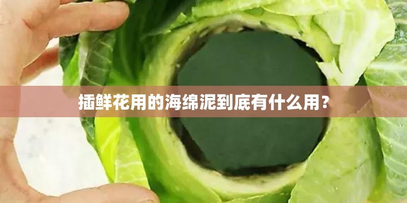 插鲜花用的海绵泥到底有什么用? 插鲜花用的海绵泥到底有什么用?