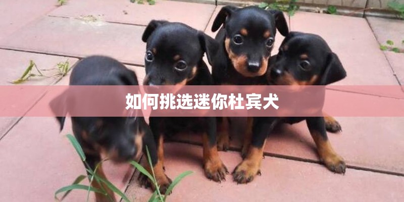 如何挑选迷你杜宾犬