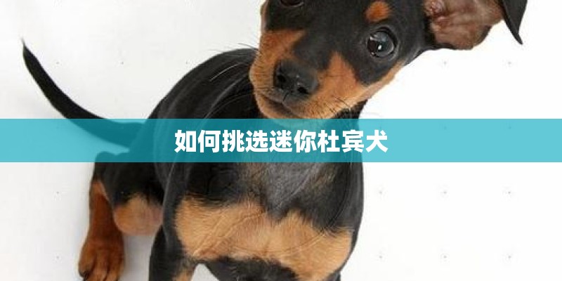 如何挑选迷你杜宾犬