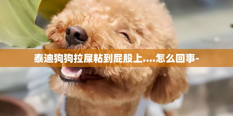 泰迪狗狗拉屎粘到屁股上....怎么回事-