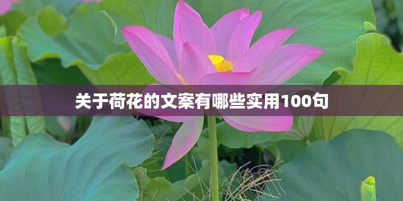 关于荷花的文案有哪些实用100句 关于荷花的文案有哪些实用100句