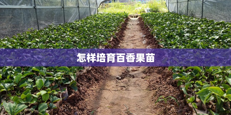 怎样培育百香果苗