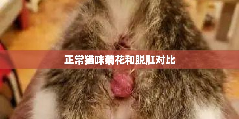 正常猫咪菊花和脱肛对比