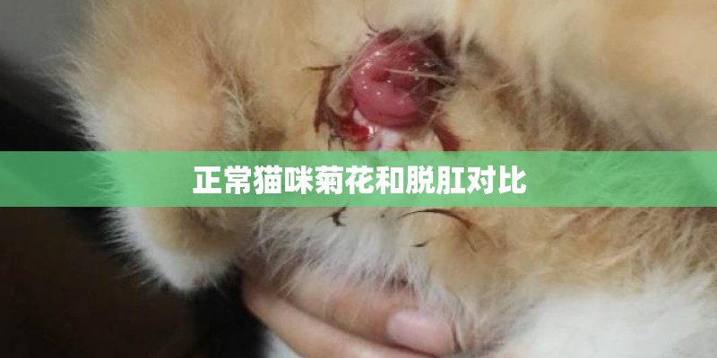 正常猫咪菊花和脱肛对比