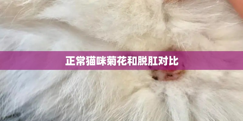 正常猫咪菊花和脱肛对比