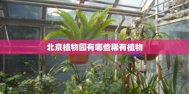 北京植物园有哪些稀有植物