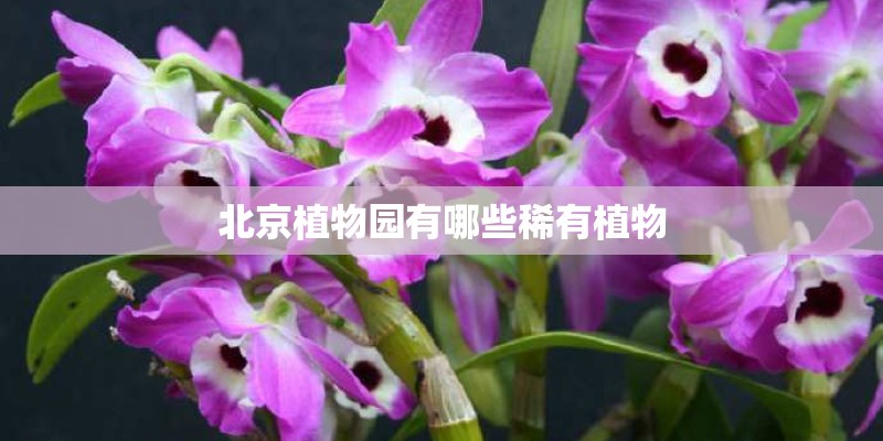 北京植物园有哪些稀有植物