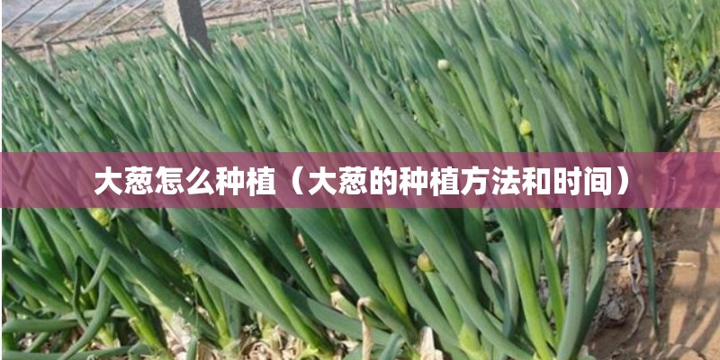 大葱怎么种植（大葱的种植方法和时间）