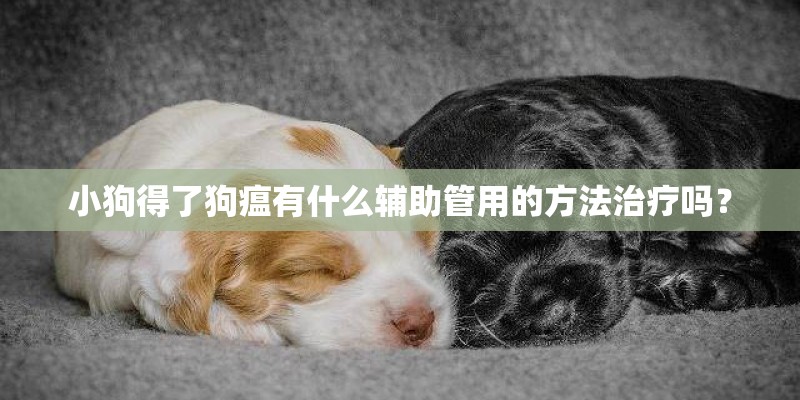 小狗得了狗瘟有什么辅助管用的方法治疗吗？