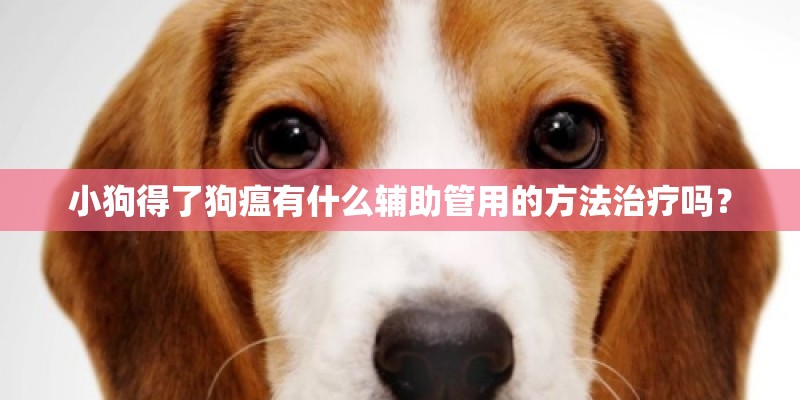 小狗得了狗瘟有什么辅助管用的方法治疗吗？