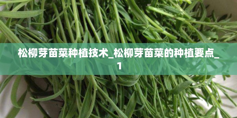 松柳芽苗菜种植技术_松柳芽苗菜的种植要点_1