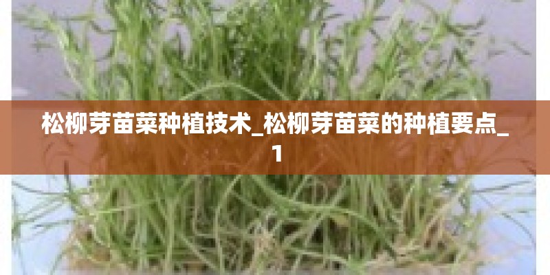 松柳芽苗菜种植技术_松柳芽苗菜的种植要点_1