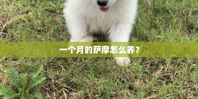 一个月的萨摩怎么养？