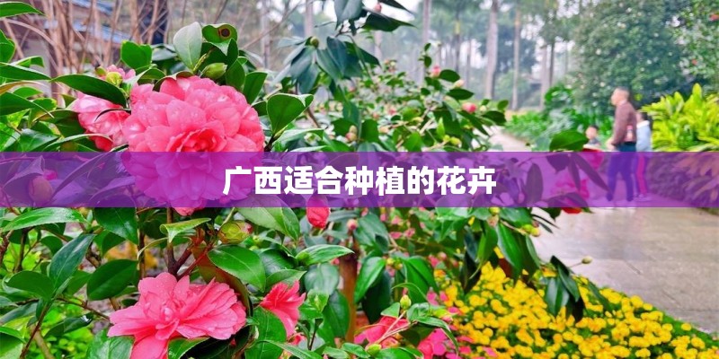 广西适合种植的花卉