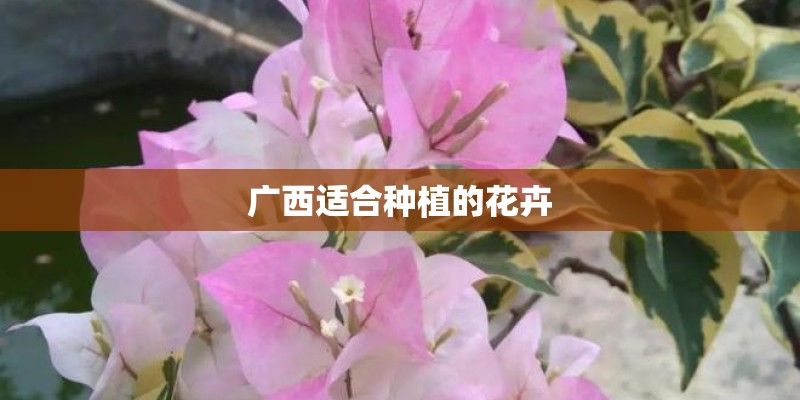 广西适合种植的花卉