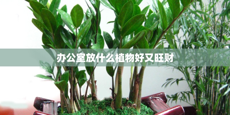 办公室放什么植物好又旺财