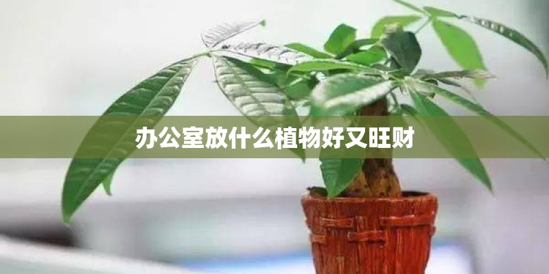 办公室放什么植物好又旺财