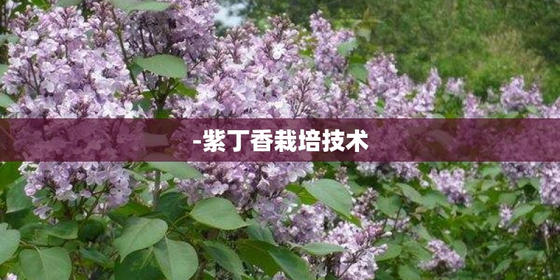 -紫丁香栽培技术
