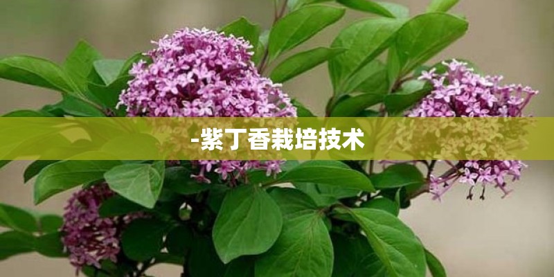 -紫丁香栽培技术