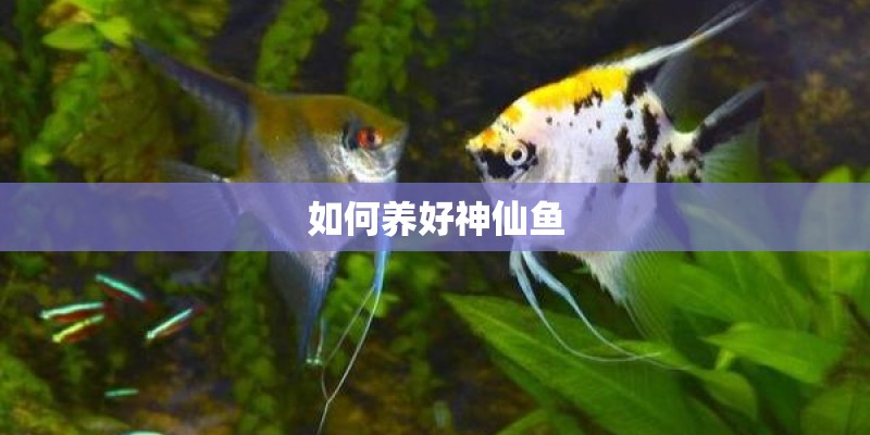 如何养好神仙鱼