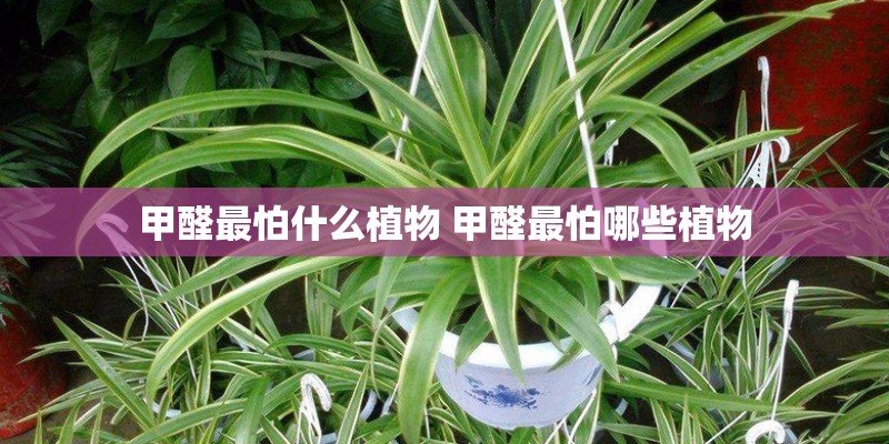 甲醛最怕什么植物 甲醛最怕哪些植物