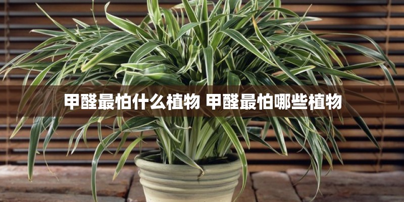 甲醛最怕什么植物 甲醛最怕哪些植物