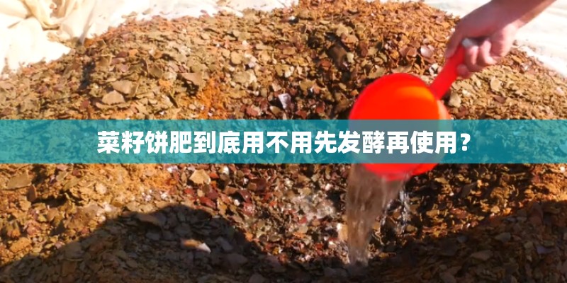 菜籽饼肥到底用不用先发酵再使用? 菜籽饼肥到底用不用先发酵再使用?