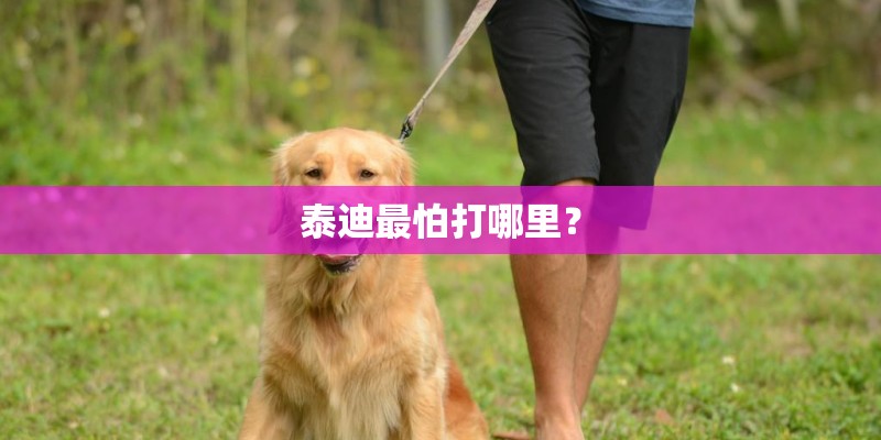 泰迪最怕打哪里？