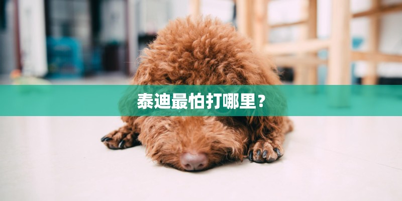泰迪最怕打哪里？