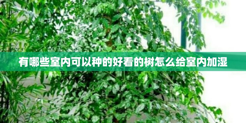 有哪些室内可以种的好看的树怎么给室内加湿